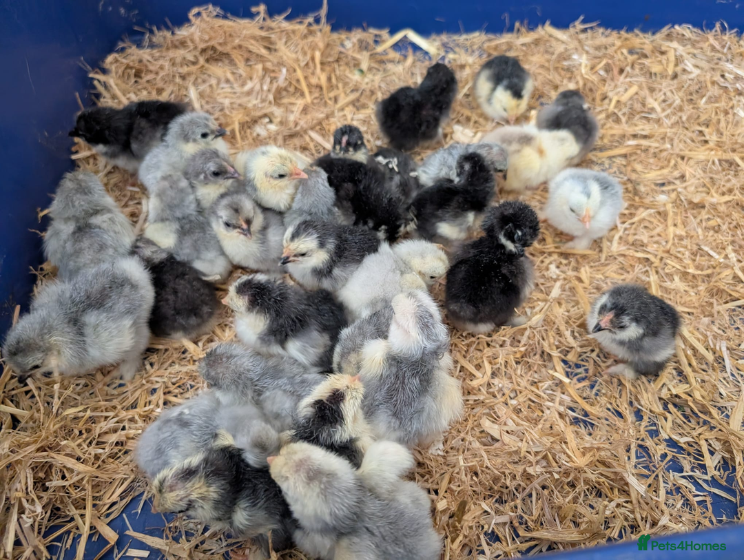 Chickens poultry for sale: Various unsexed chicks and Quails - Image 3