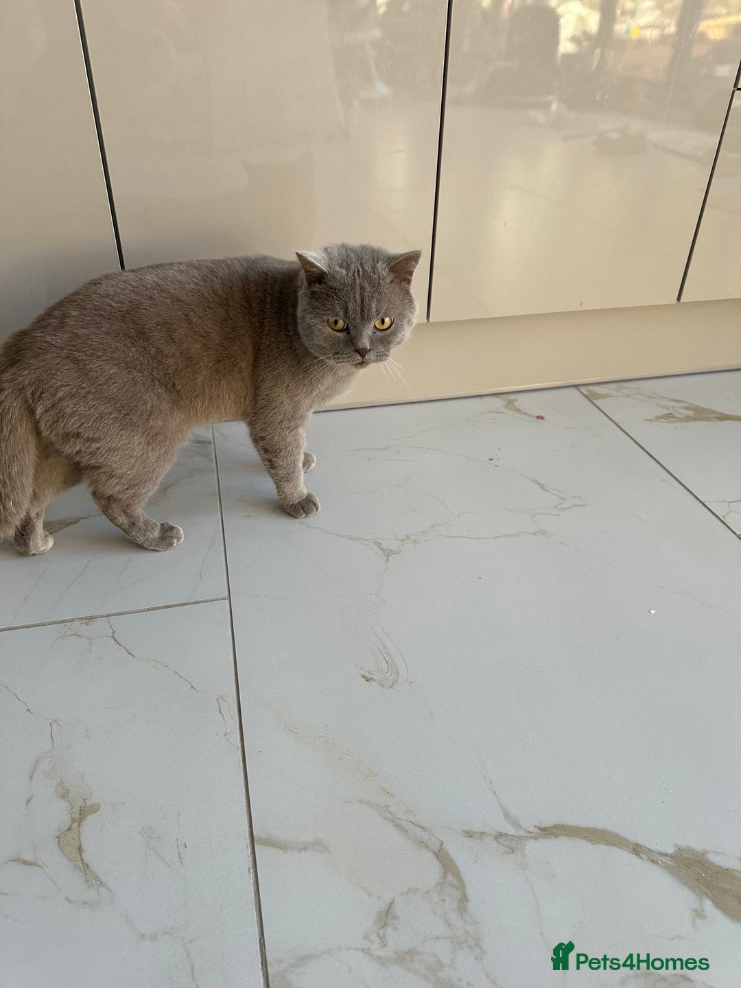 British Shorthair cats for sale: 3 year old british short hair, male - Advert 2