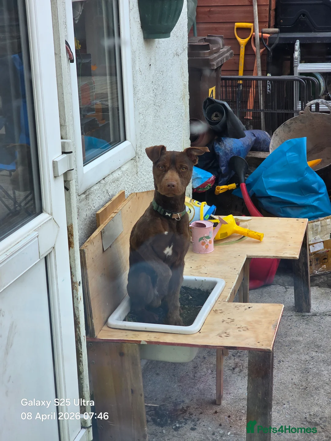 Patterdale Terrier dogs for sale: Bear the Patterdale  in Dukinfield - Advert 4