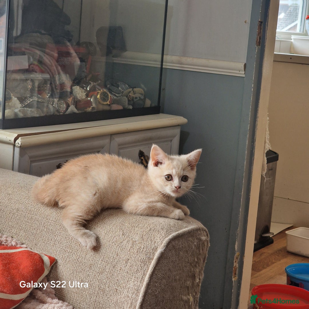 British Shorthair cats for sale: Pure British shirthair ready for new parents - Image 14