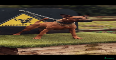 Dobermann dogs - Advert 8