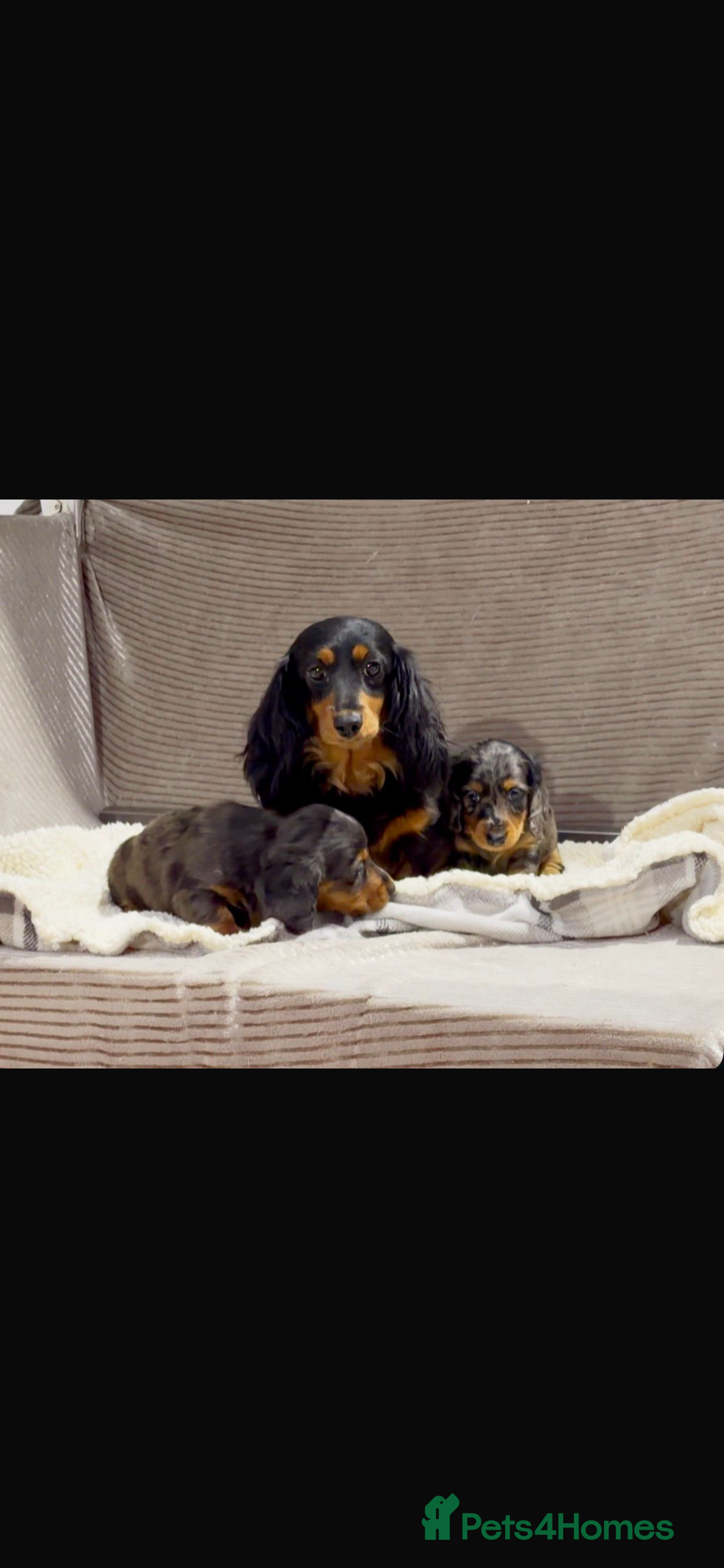 Dachshund dogs 3 year old long haired Daschund female  - Advert 2
