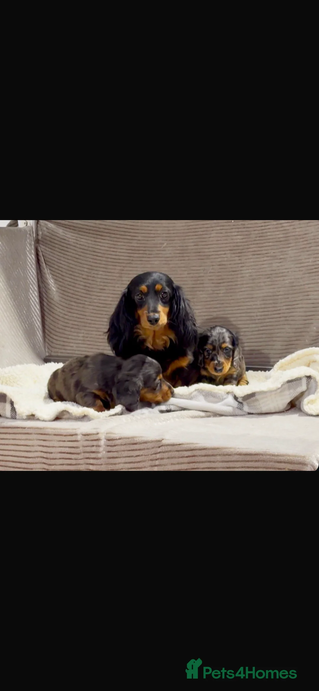 Dachshund dogs for sale: 3 year old long haired Daschund female  - Advert 1