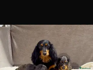 Dachshund dogs 3 year old long haired Daschund female - Advert 2