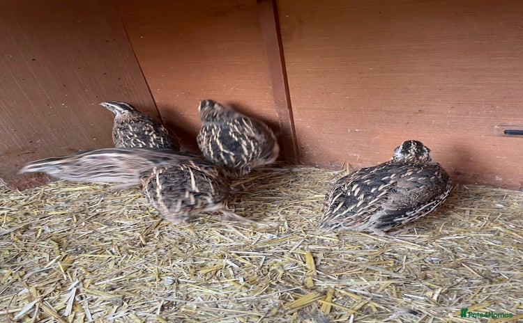 Quail poultry in Leighton Buzzard - Advert 3