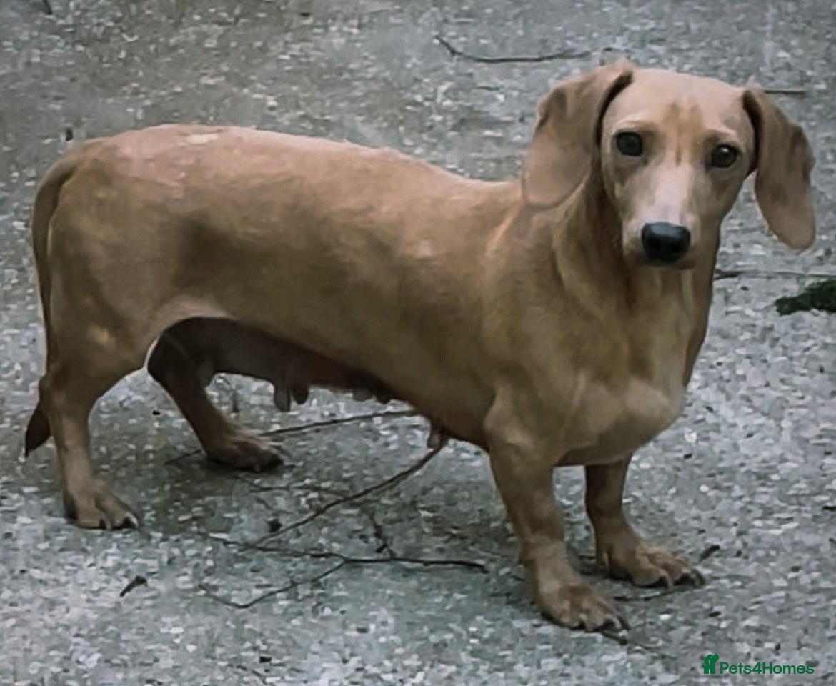 Dachshund dogs Lovely Kitty 4 Years Old Looking for a Loving Home - Advert 1