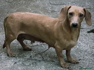 Dachshund dogs Lovely Kitty 4 Years Old Looking for a Loving Home - Advert 1