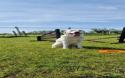 Labrador Retriever dogs for sale: White Labrador - Image 1