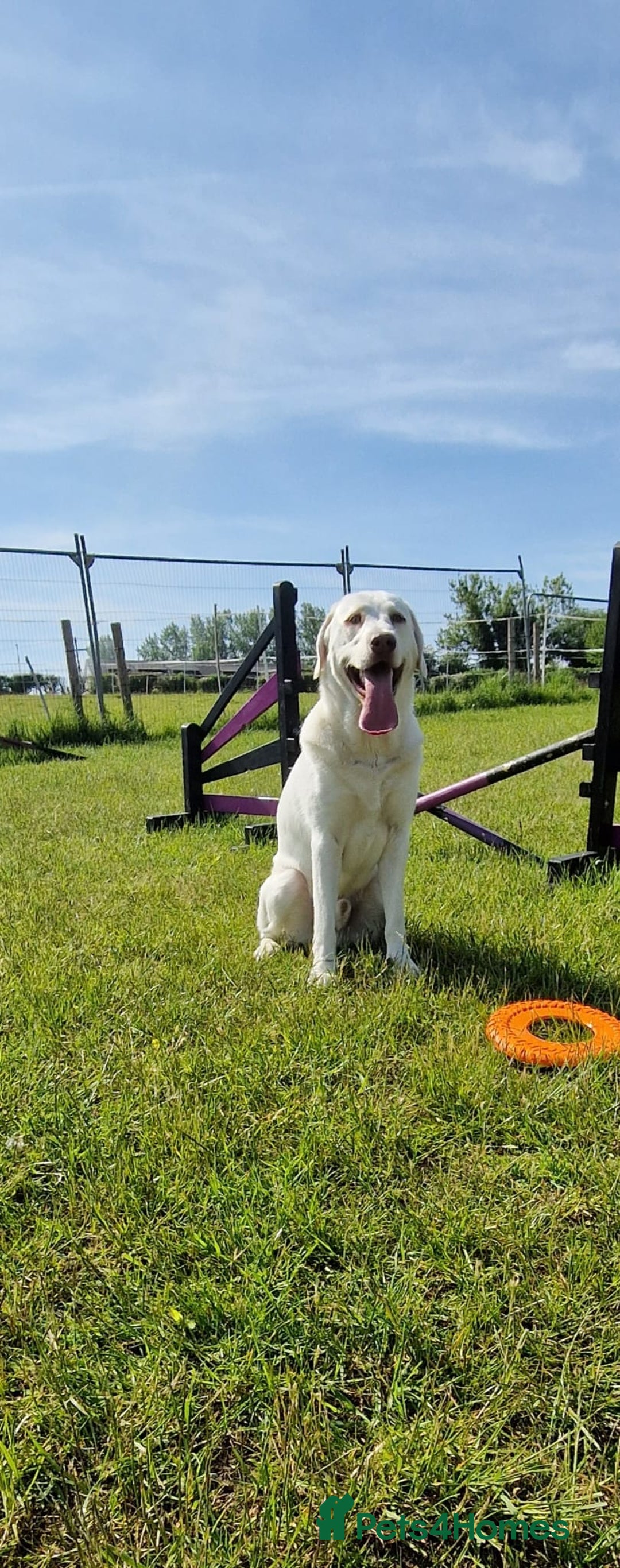 Labrador Retriever dogs for sale: White Labrador - Image 1
