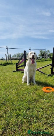 Labrador Retriever dogs - Advert 15