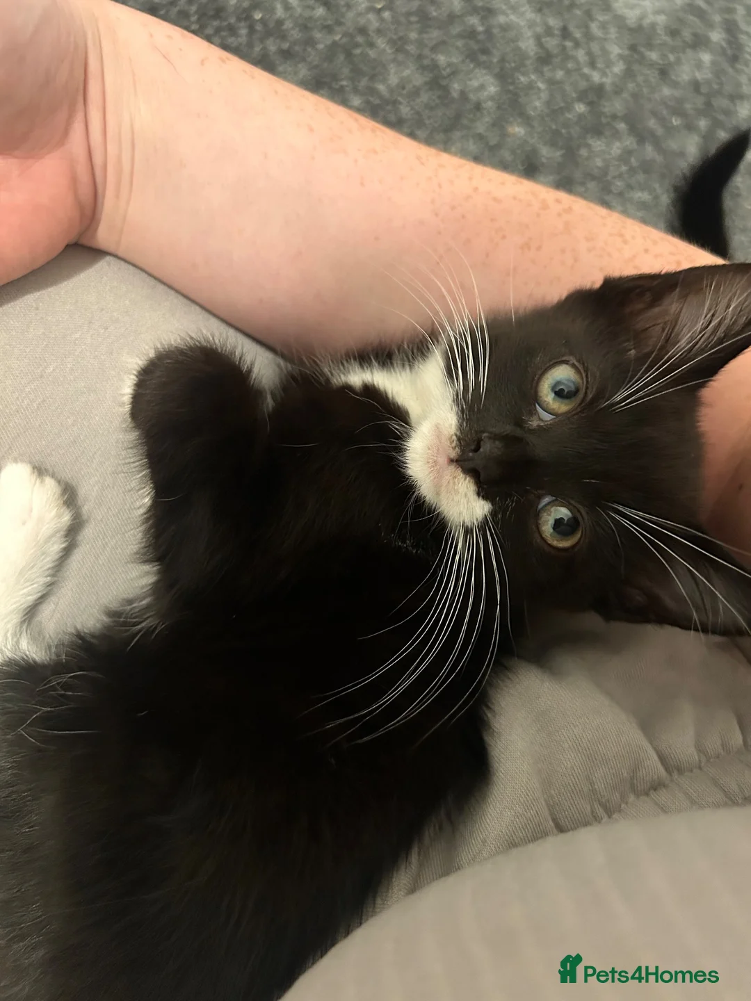 Mixed Breed cats for sale: 2 kittens in Scunthorpe - Advert 7