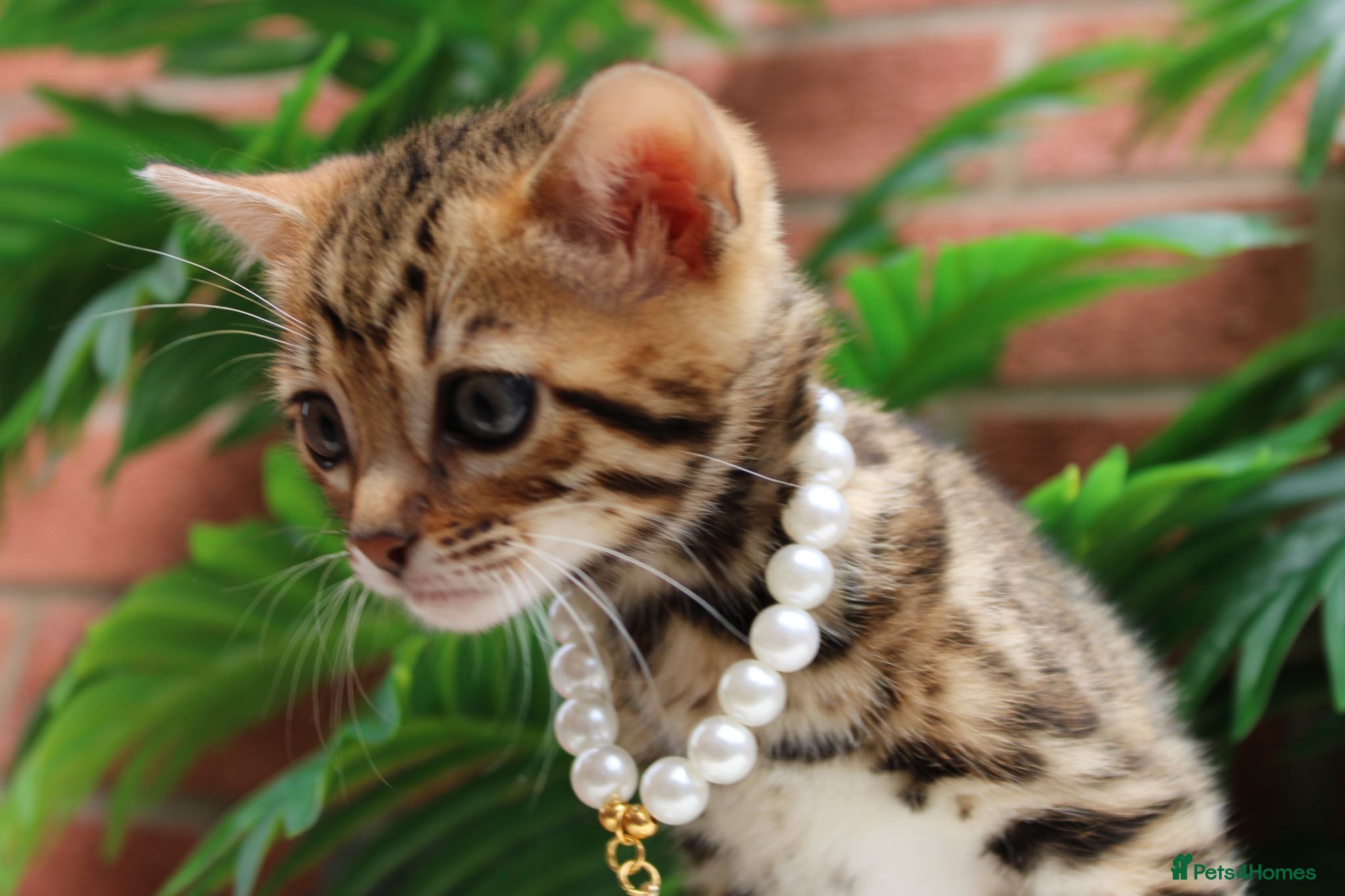 Bengal cats 🔥Beautiful Bengal girl available🔥 - Advert 1