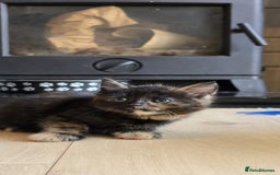 Mixed Breed cats for sale: Gorgeous mix breed kittens for sale!  - Image 9