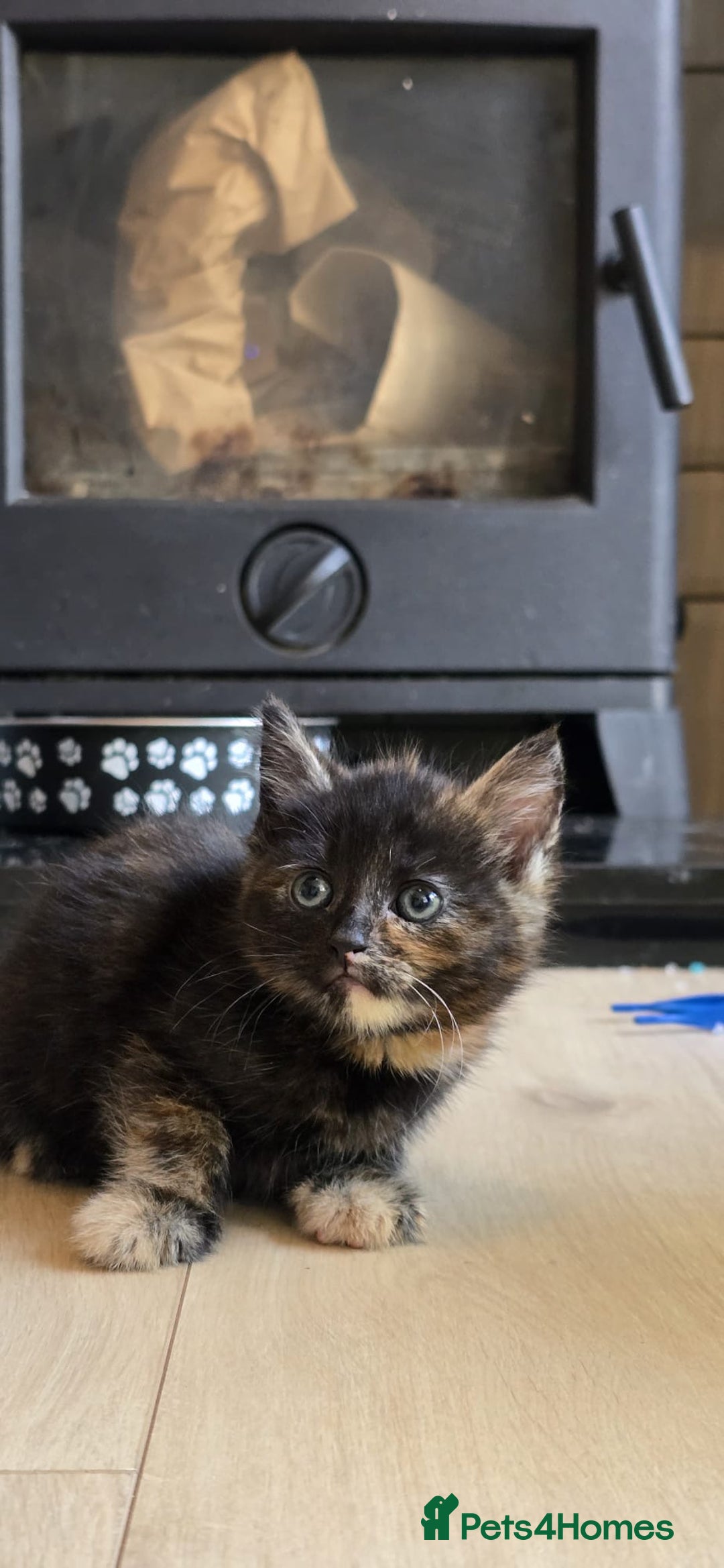 Mixed Breed cats for sale: Gorgeous mix breed kittens for sale!  - Image 9