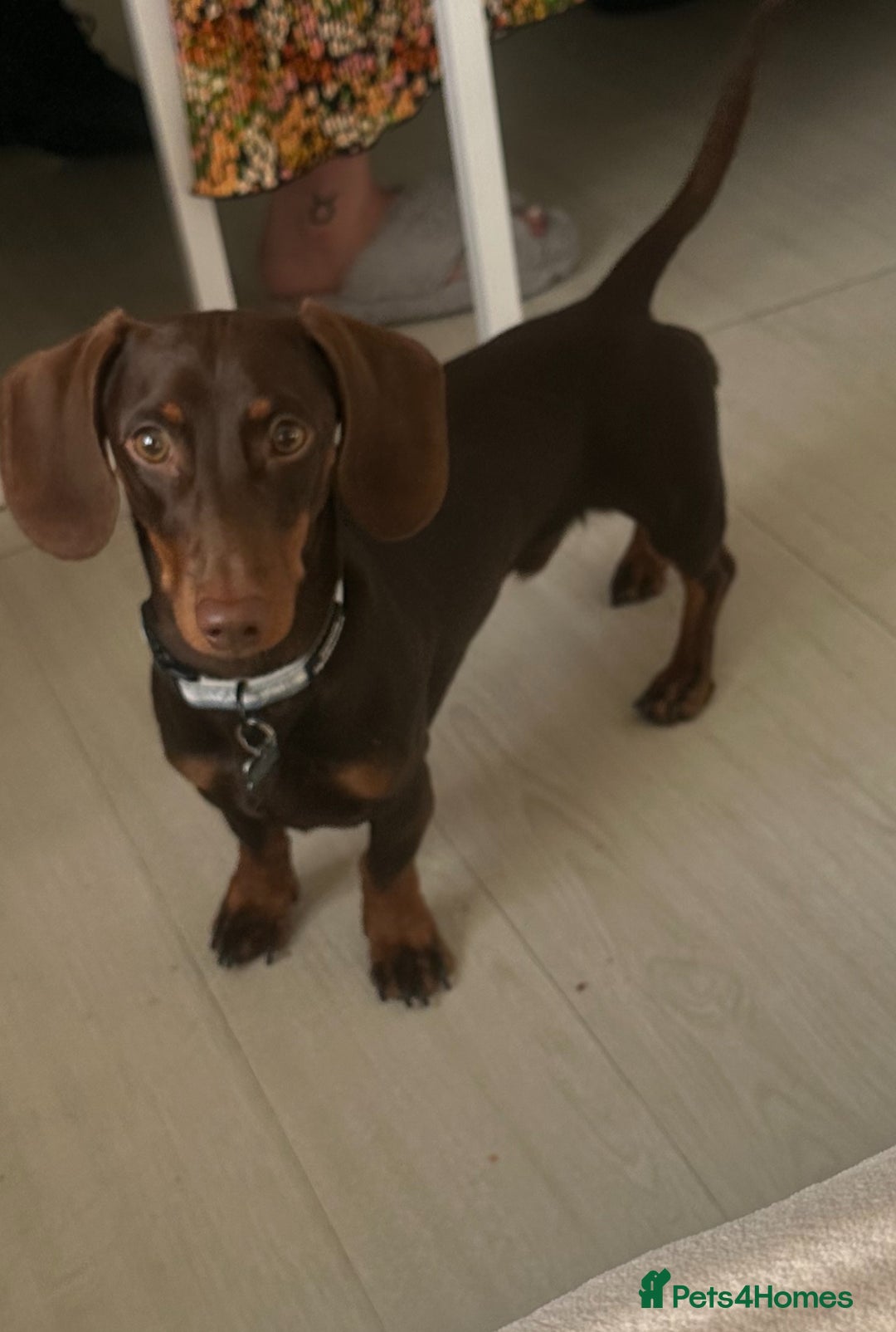 Dachshund dogs for stud: STUD ONLY (not for sale) - Advert 2