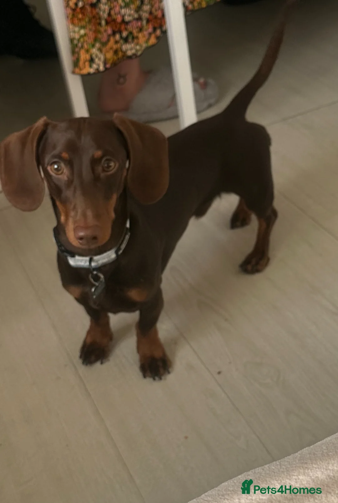 Dachshund dogs for stud: STUD ONLY (not for sale) - Advert 2