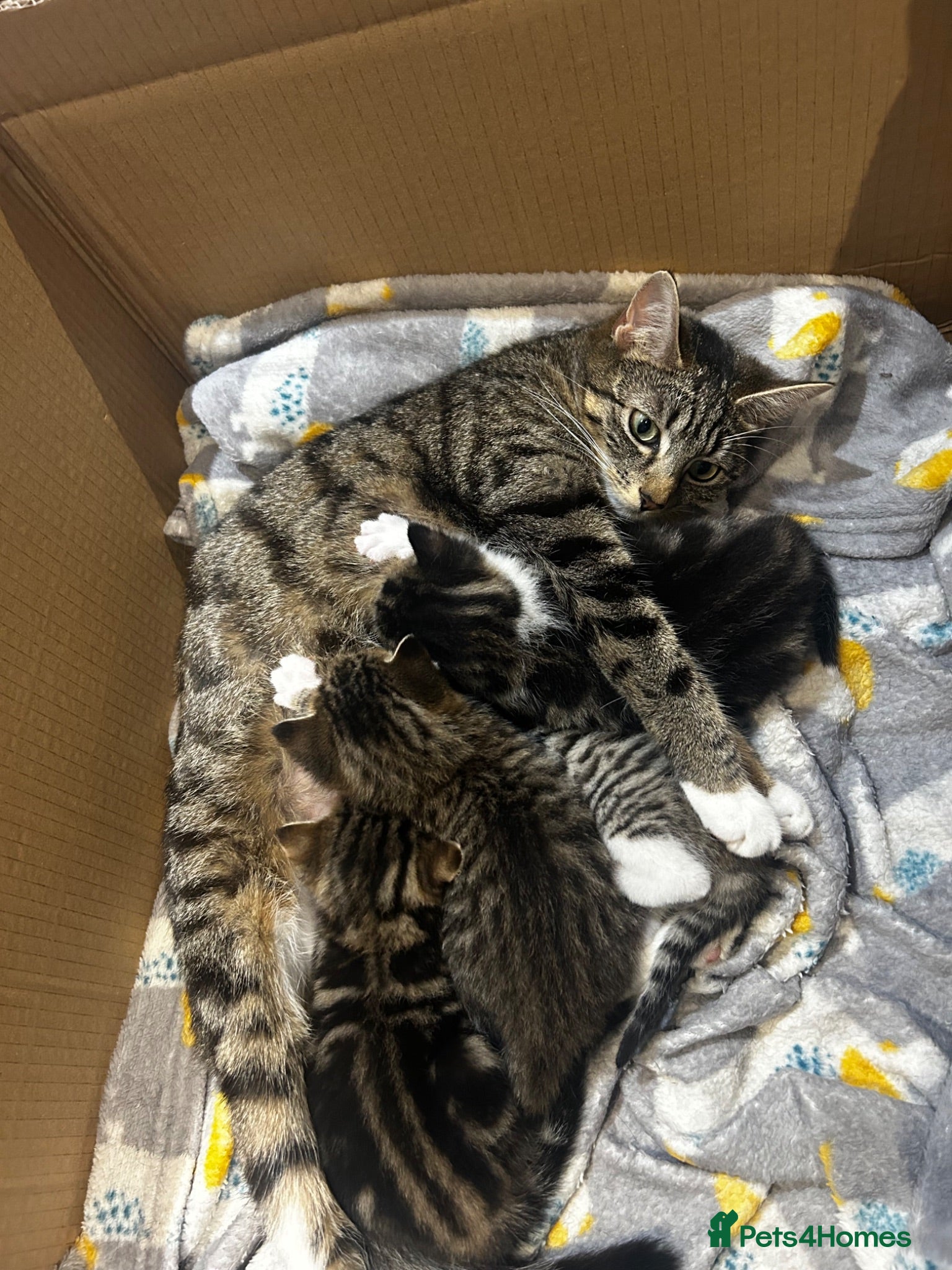 Domestic Shorthair cats Kittens for sale  - Advert 1