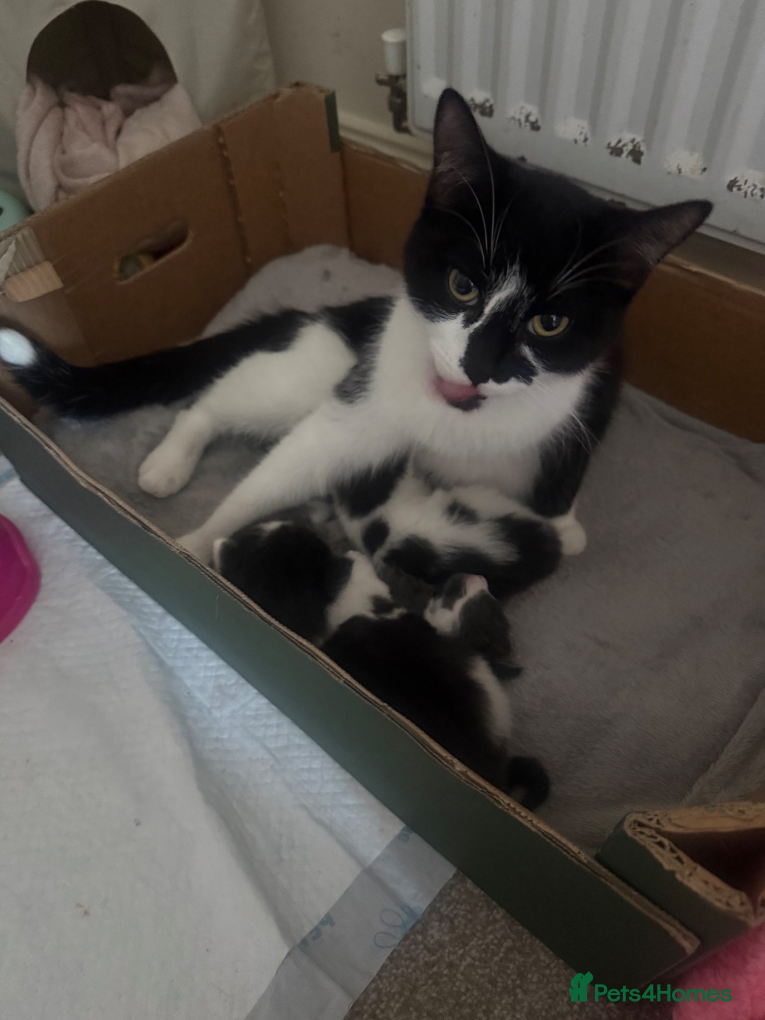 Mixed Breed cats Kittens for sale  - Advert 1