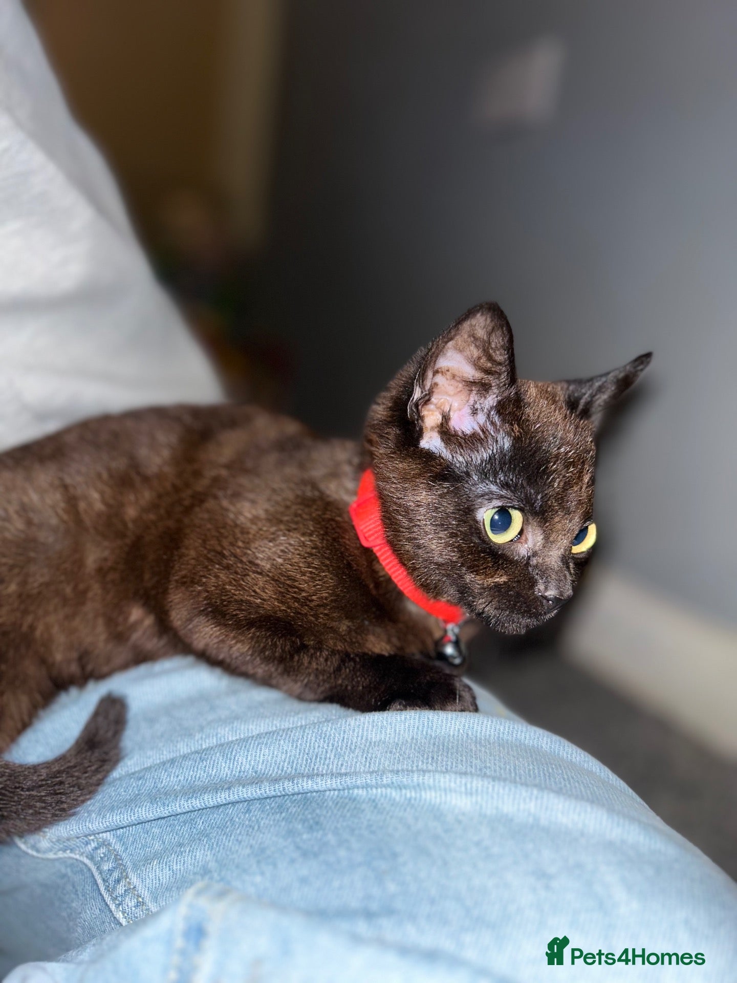 Mixed Breed cats Gorgeous Black/brown polydactyl kitten. - Advert 16