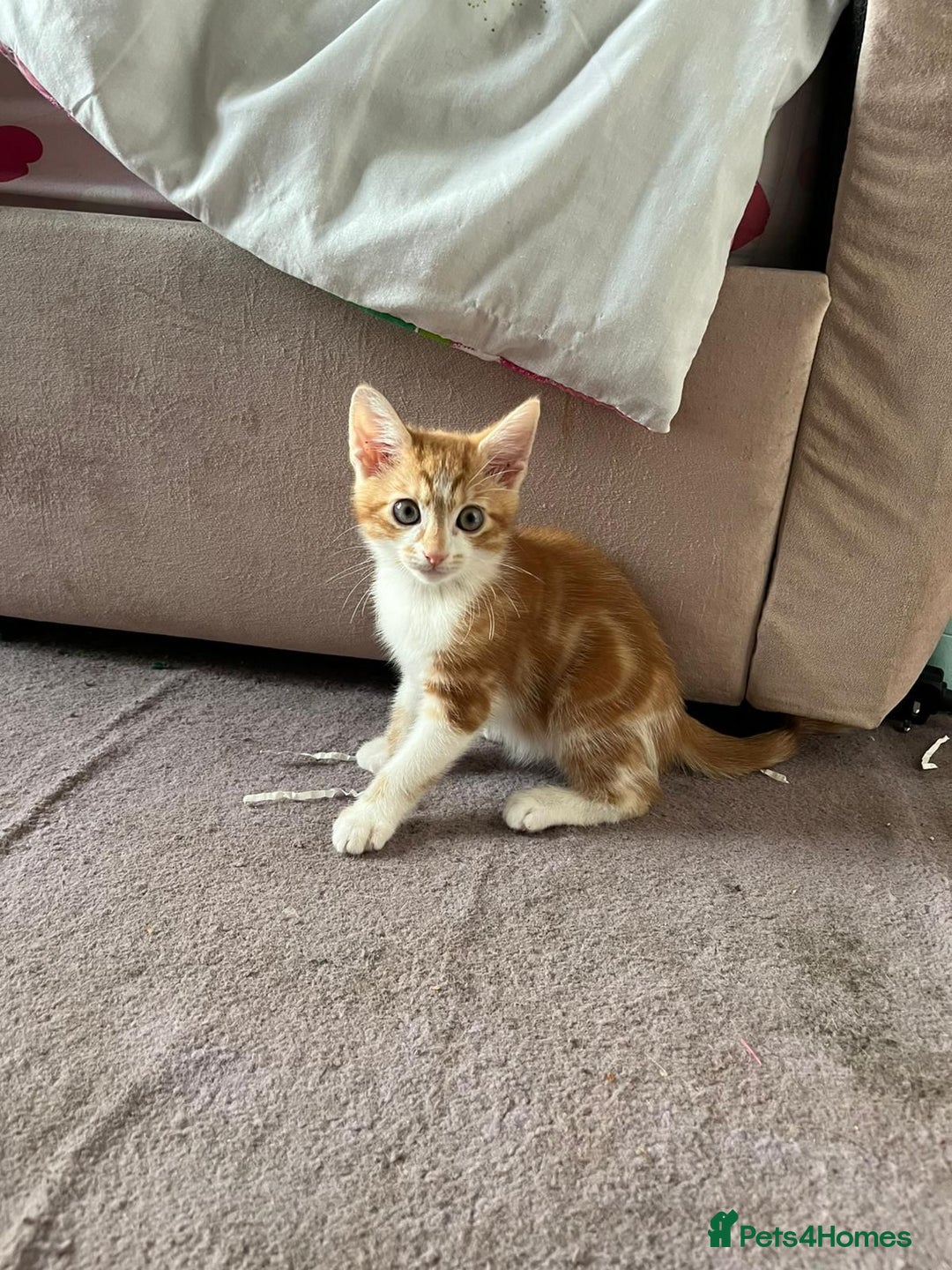 British Shorthair cats for sale: One ginger male and one female torti kitten. - Advert 7