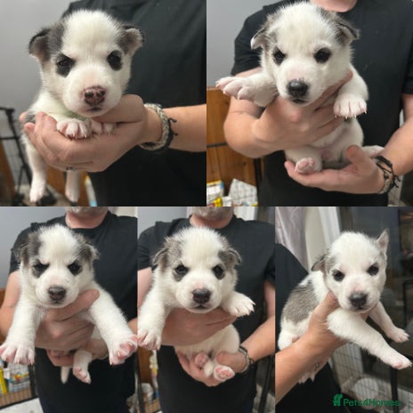 Siberian Husky dogs - Advert 5