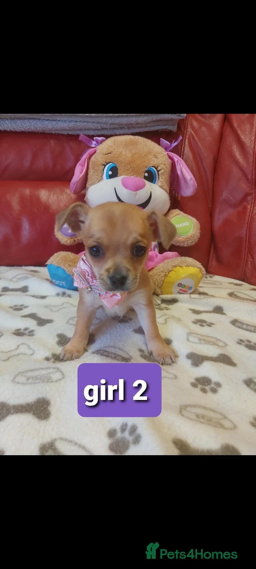 Chihuahua dogs for sale: Chihuahua pups - Advert 2