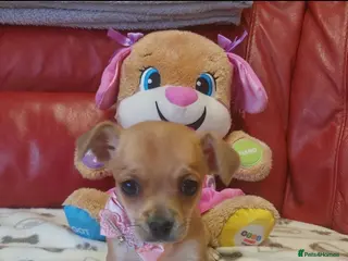Chihuahua dogs Chihuahua pups - Advert 14