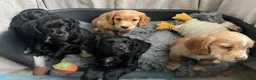 Cocker Spaniel dogs for sale: KC reg. Working Cocker Spaniel Pups  - Advert 2