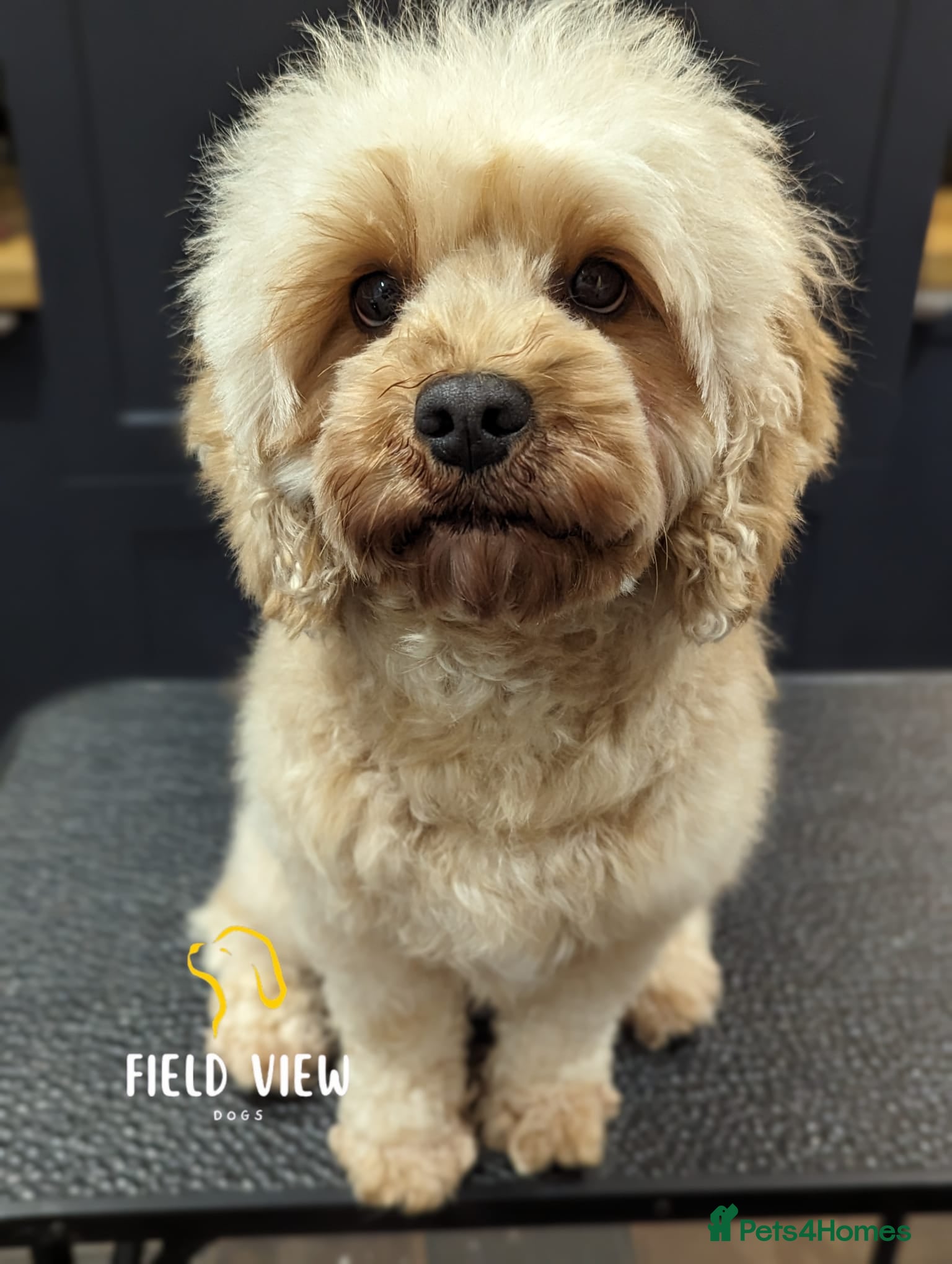 Cavapoo dogs Extensively health tested adult F1 Cavapoo - Advert 2