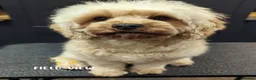 Cavapoo dogs for sale: Extensively health tested adult F1 Cavapoo - Advert 2