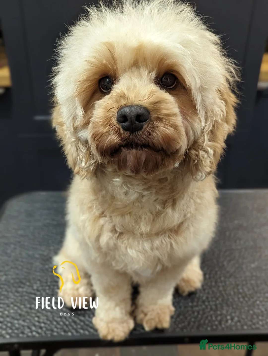 Cavapoo dogs for sale: Extensively health tested adult F1 Cavapoo - Advert 2