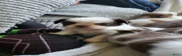 Chihuahua dogs for sale: Beautiful long haired chihuahua puppies - Advert 9