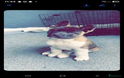 Akita dogs for sale: 🐾 American Akita Puppies for Forever Homes 🐾 - Image 40