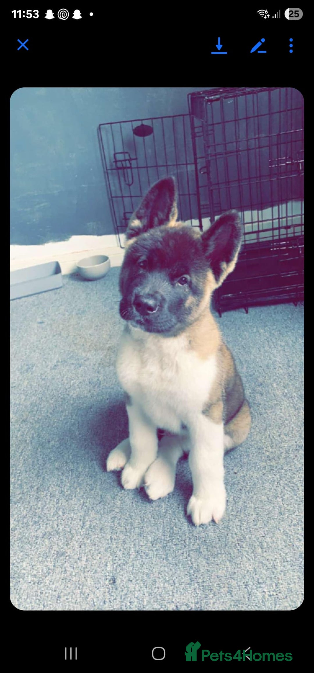 Akita dogs for sale: 🐾 American Akita Puppies for Forever Homes 🐾 - Image 40