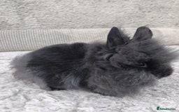 Lionhead rabbits for sale: Due to time wasters I have one black male left  - Image 1