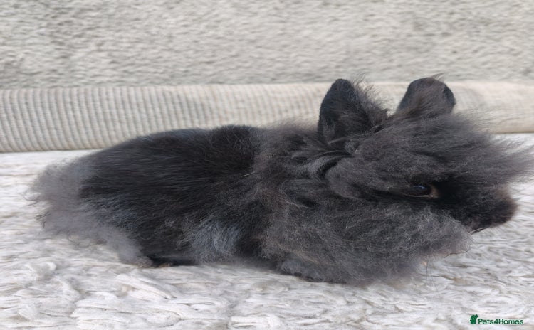 Lionhead rabbits - Advert 1