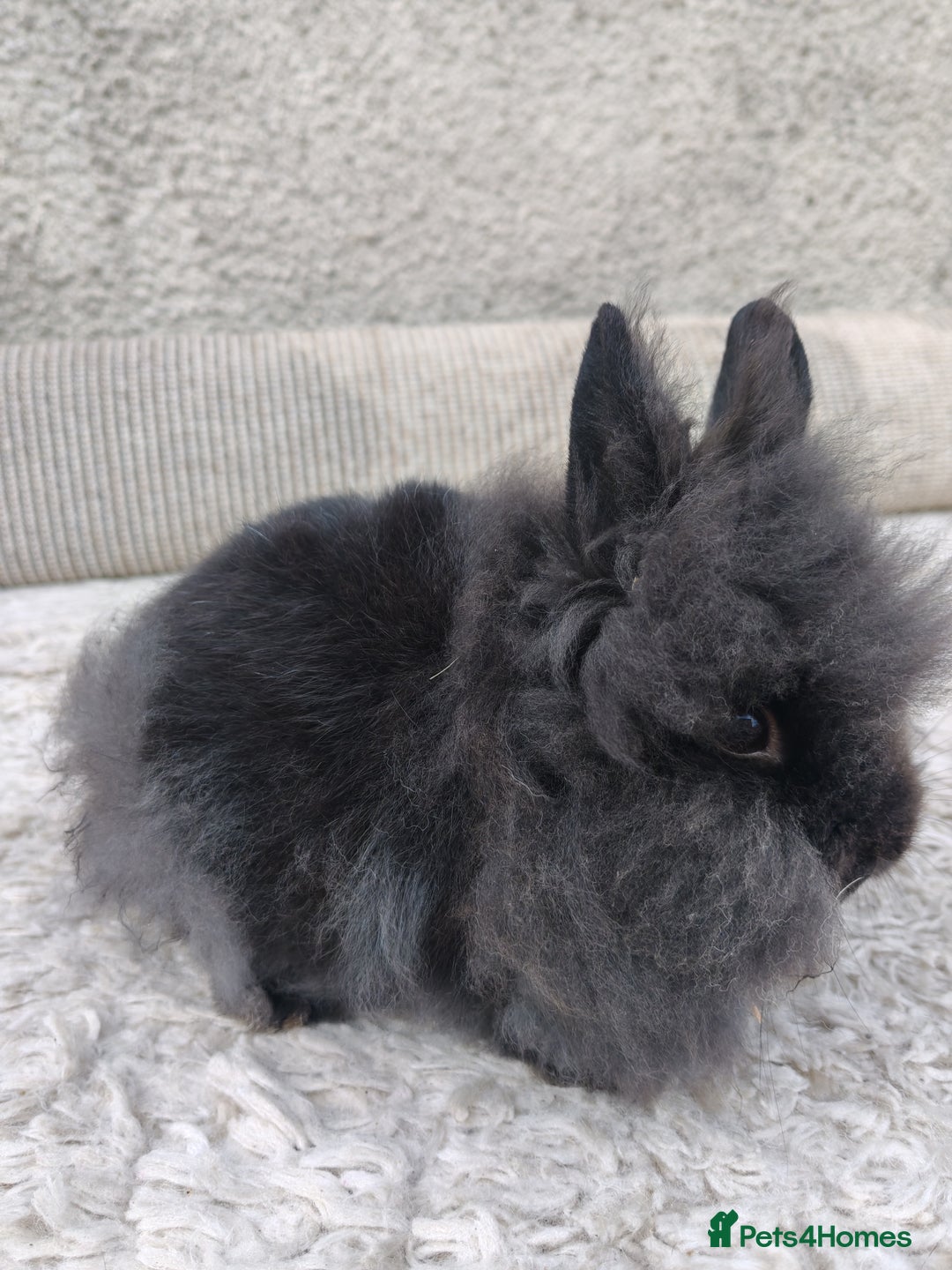 Lionhead rabbits for sale: Due to time wasters I have one black male left  - Image 1