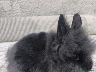 Lionhead rabbits - Advert 6