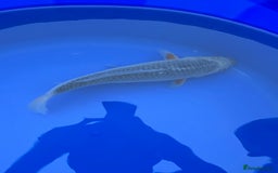 Koi Carp fish for sale: Asagi koi carp  - Image 7