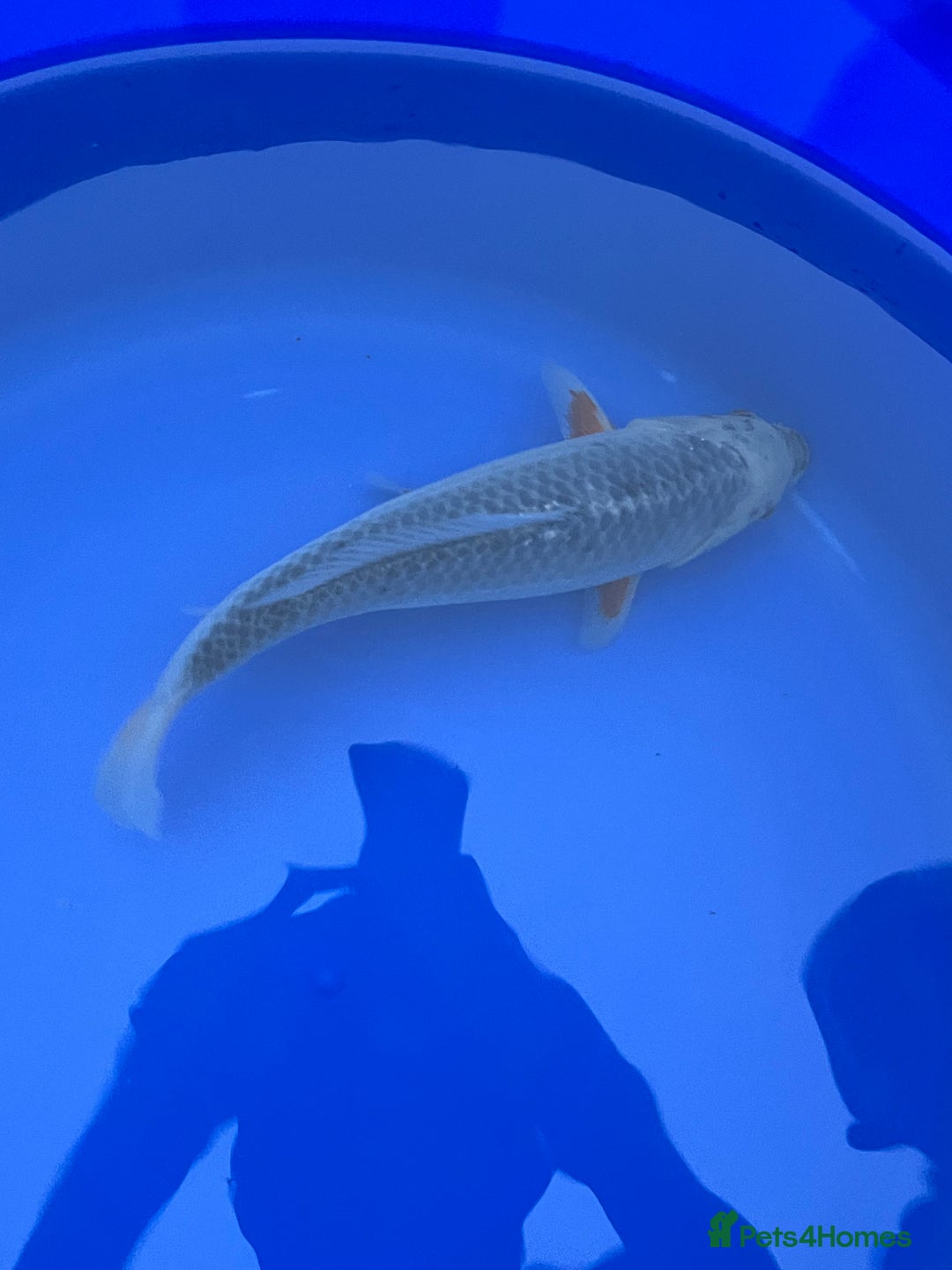Koi Carp fish for sale: Asagi koi carp  - Image 7
