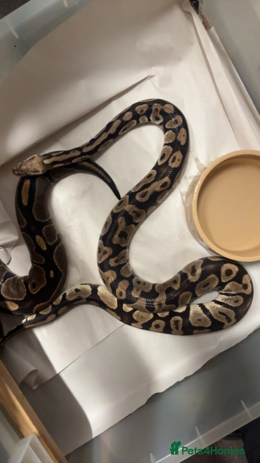 Python Snake reptiles for sale: Ball pythons  - Advert 4