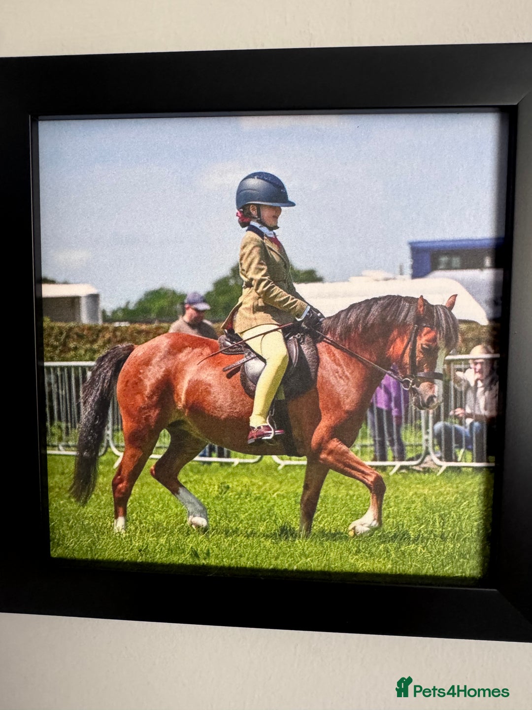 Welsh Section A horses for sale: Dancer  - Image 2