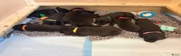 Labrador Retriever dogs for sale: Beautiful Chocolate Labs - Advert 11