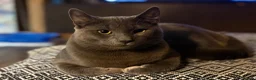 Russian Blue cats for sale: Neutered male - Advert 13