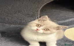 British Shorthair cats for sale: Lilac British shorthair kittens - Image 19
