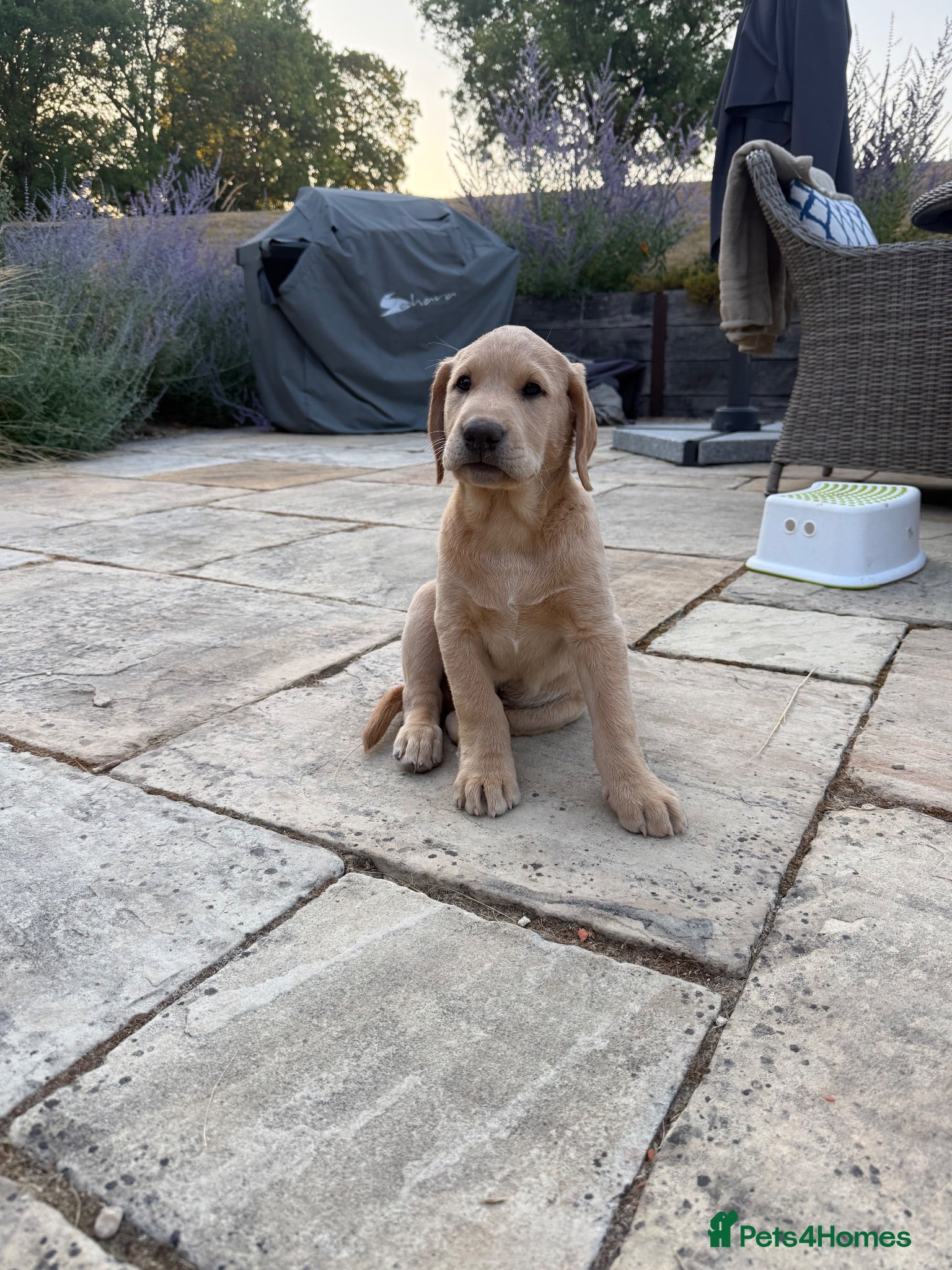 Labrador Retriever dogs Stunning Labrador Puppies  - Advert 1