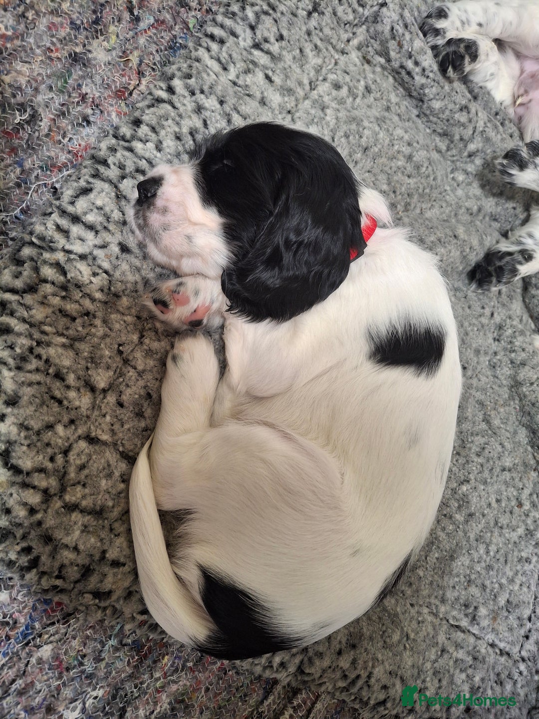 Cocker Spaniel dogs for sale: Beautiful cocker spaniel boys - Image 5