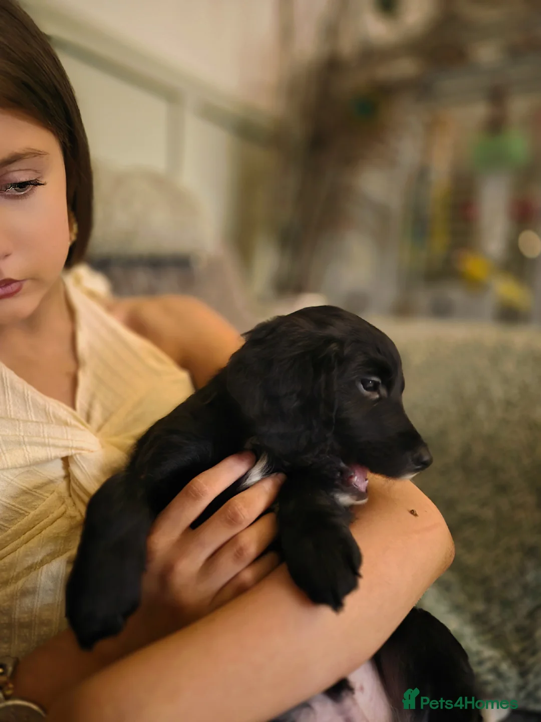 Cockapoo dogs for sale: F2 generation cockerpoo puppys  - Advert 10