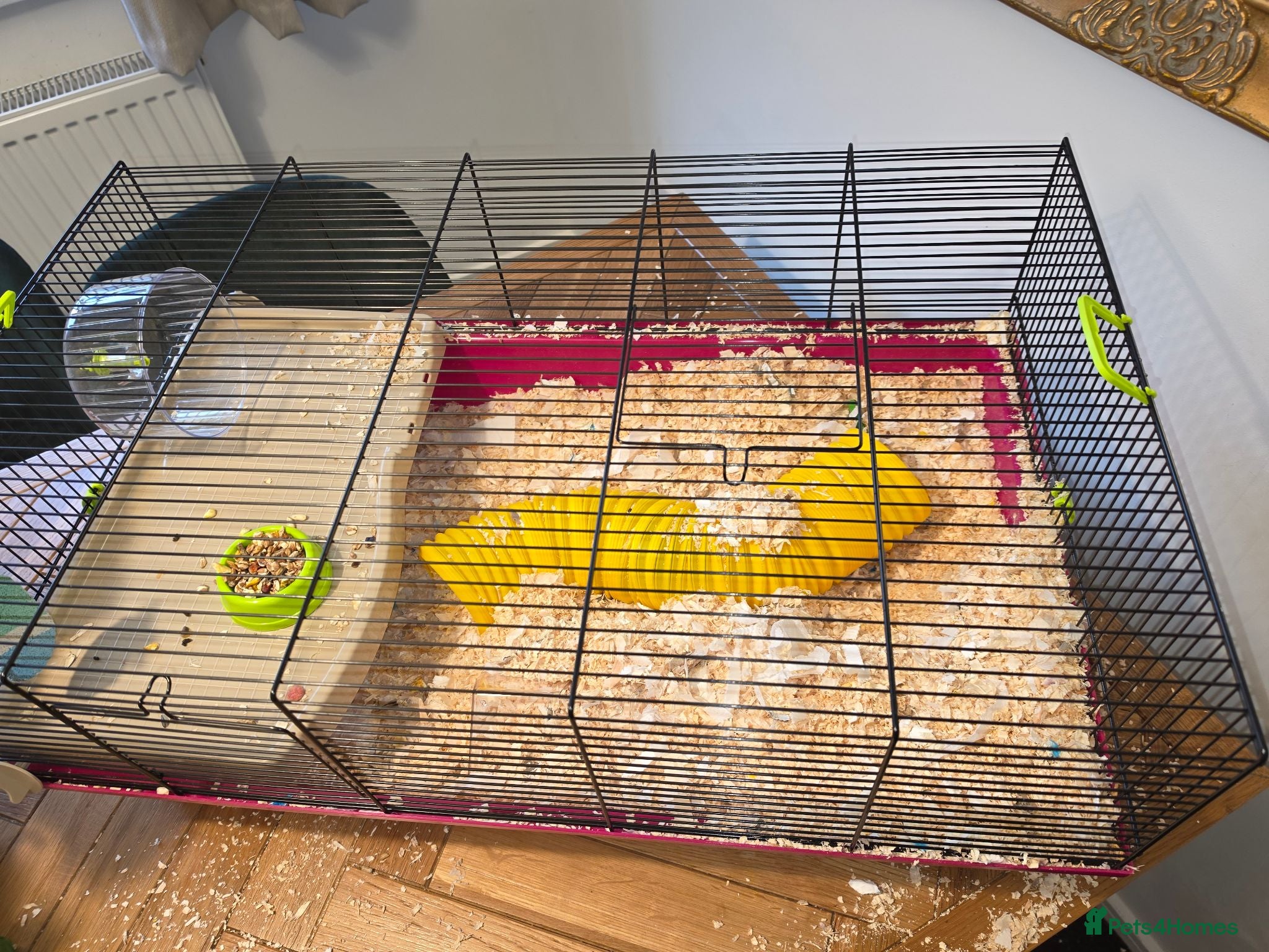 Gerbil rodents X 2 gerbil female/cage  - Advert 3