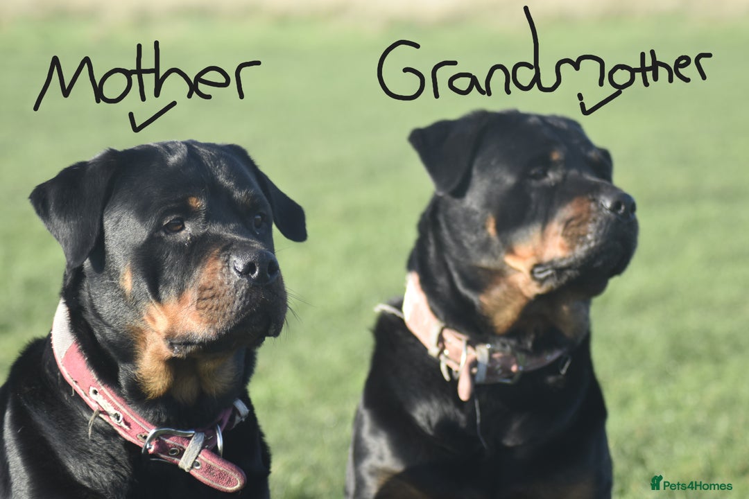 Rottweiler dogs for sale: Champion-Bred Rottweiler Puppies for Loving Homes - Advert 4